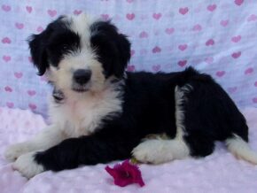 Paige at Ramsey Creek Kennels