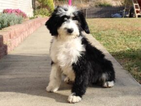 Paige at Ramsey Creek Kennels