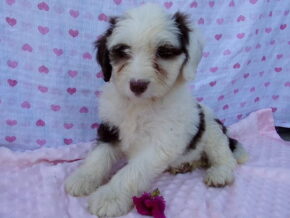 Paisley at Ramsey Creek Kennels