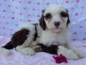 Paisley at Ramsey Creek Kennels