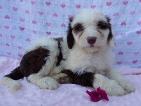 Paisley at Ramsey Creek Kennels