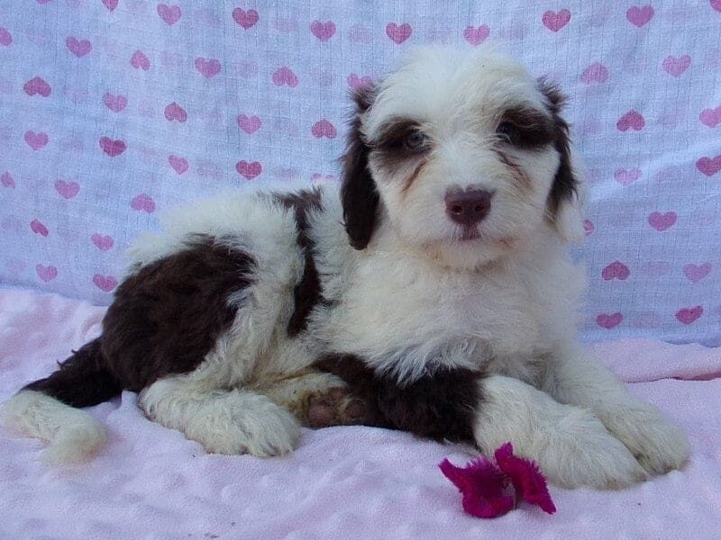 Paisley, a Aussiedoodle puppy in Indiana.