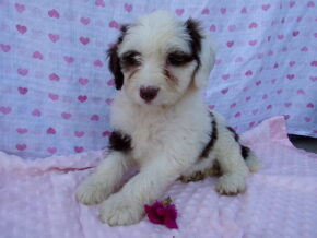 Paisley at Ramsey Creek Kennels