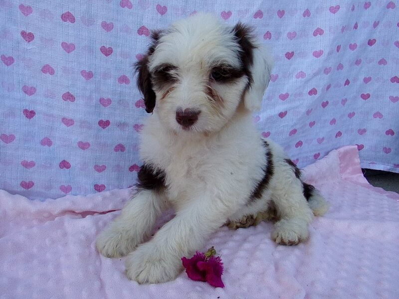 Paisley, a Aussiedoodle puppy in Indiana.