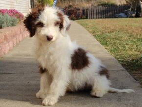 Paisley at Ramsey Creek Kennels