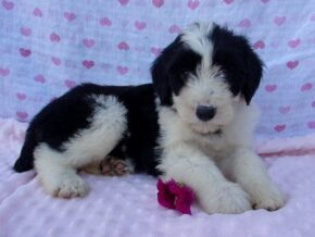 Paoli at Ramsey Creek Kennels
