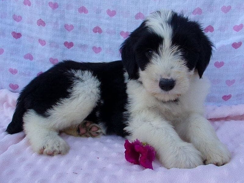 Paoli, a Aussiedoodle puppy in Indiana.