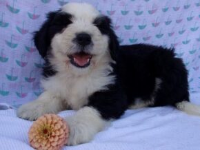 Pariss at Ramsey Creek Kennels