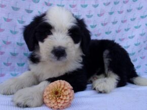 Pariss at Ramsey Creek Kennels