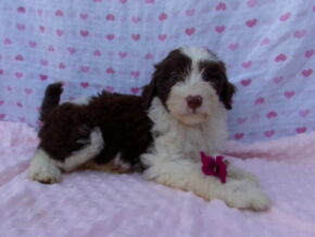 Parker at Ramsey Creek Kennels