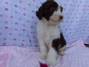 Parker at Ramsey Creek Kennels