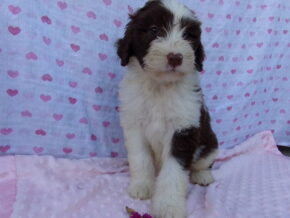 Parker at Ramsey Creek Kennels