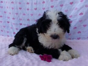 Penelope at Ramsey Creek Kennels