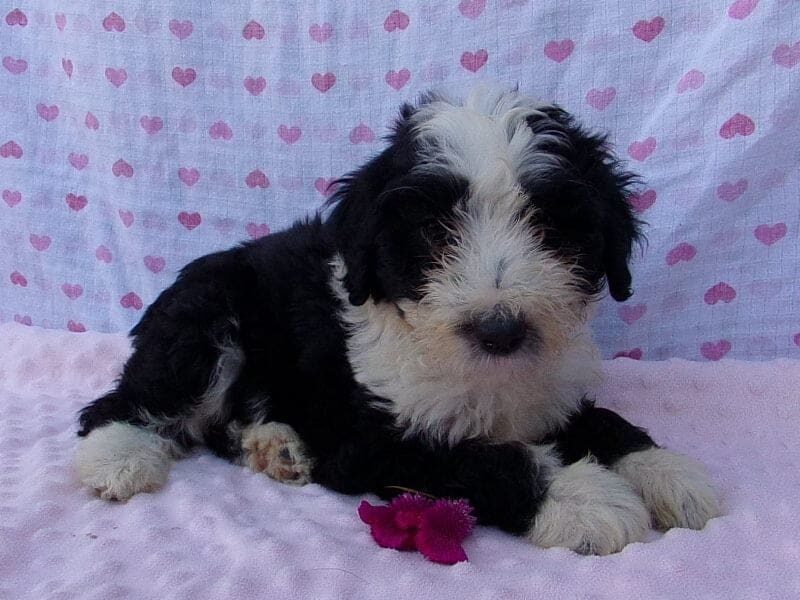 Penelope, a Aussiedoodle puppy in Indiana.