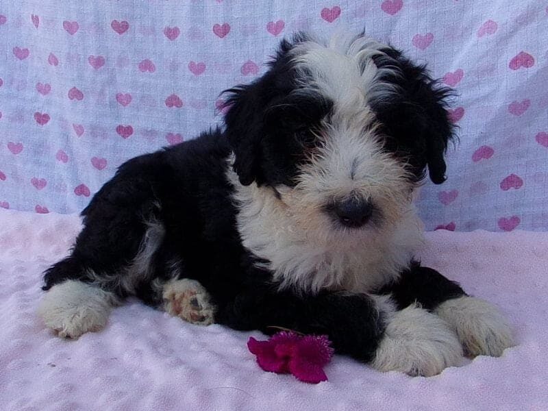 Penelope, a Aussiedoodle puppy in Indiana.