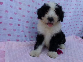 Penelope at Ramsey Creek Kennels