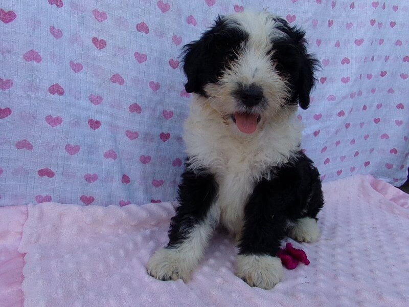 Penelope, a Aussiedoodle puppy in Indiana.