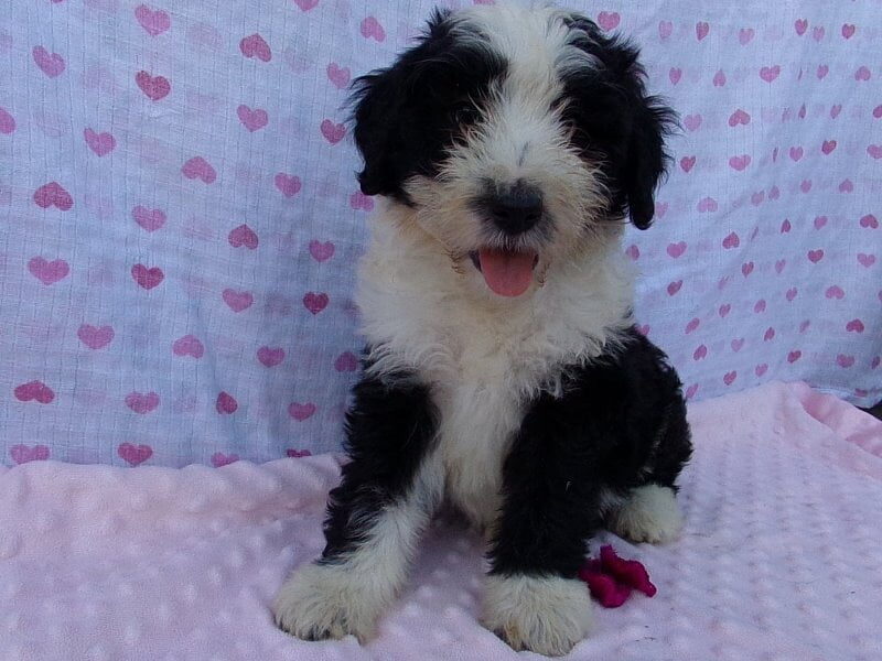Penelope, a Aussiedoodle puppy in Indiana.