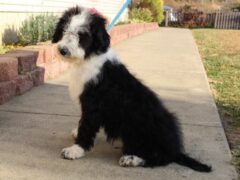 Photo4 for Penelope