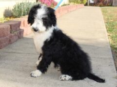 Photo3 for Penelope