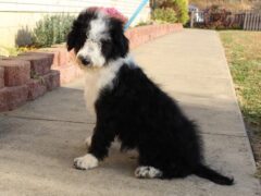 Photo2 for Penelope