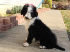 Photo1 for Penelope