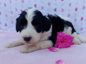 Petunia at Ramsey Creek Kennels