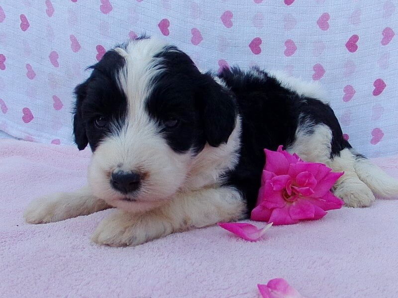 Petunia, a Aussiedoodle puppy in Indiana.