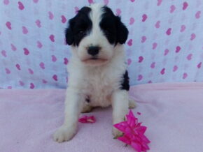Petunia at Ramsey Creek Kennels