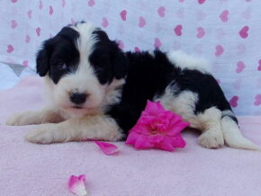 Petunia at Ramsey Creek Kennels