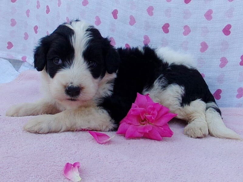 Petunia, a Aussiedoodle puppy in Indiana.