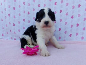 Petunia at Ramsey Creek Kennels