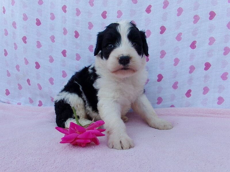 Petunia, a Aussiedoodle puppy in Indiana.