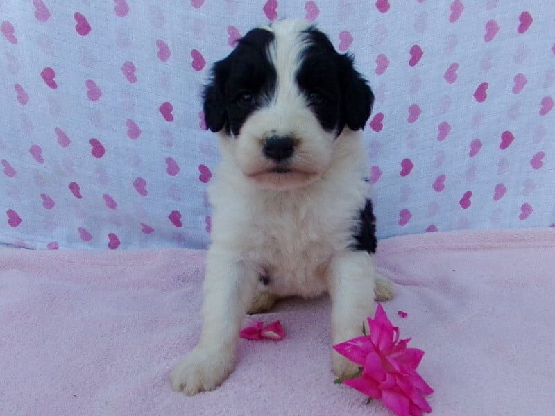 Petunia image