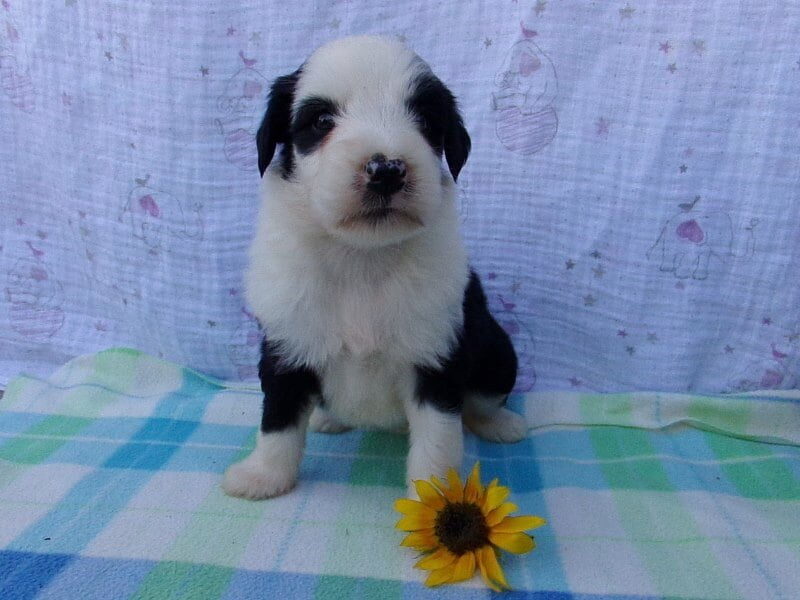 Preston, a Aussiedoodle puppy at Ramsey Creek Kennels in Indiana.