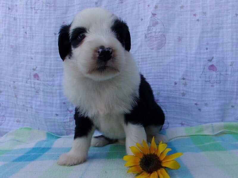 Preston, a Aussiedoodle puppy at Ramsey Creek Kennels in Indiana.