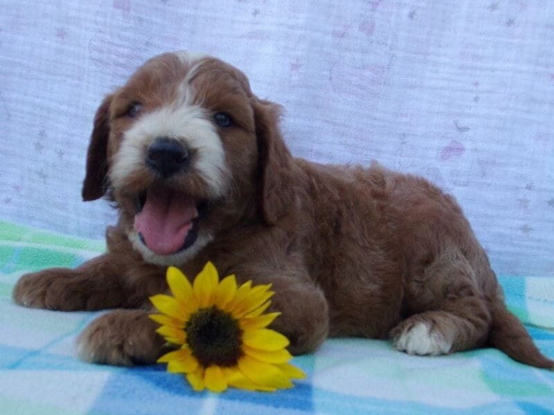 Sergeant, a Irish Goldendoodle puppy in Indiana.
