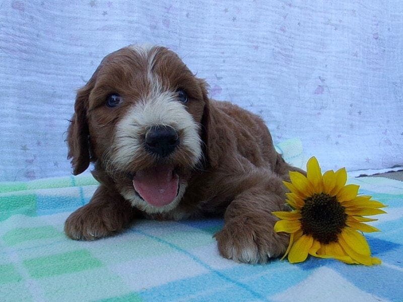 Sergeant, a Irish Goldendoodle puppy in Indiana.