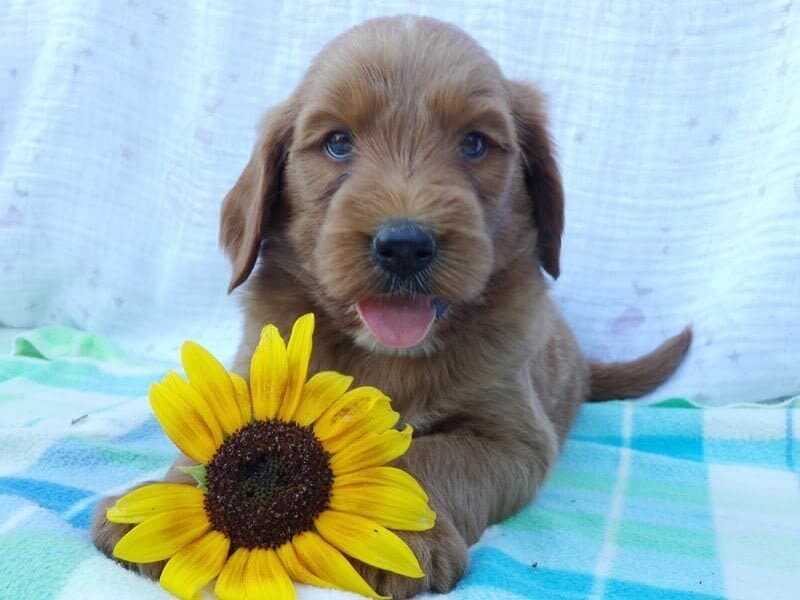 Shepherd, a Irish Goldendoodle puppy in Indiana.