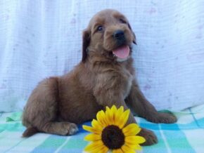Shepherd at Ramsey Creek Kennels