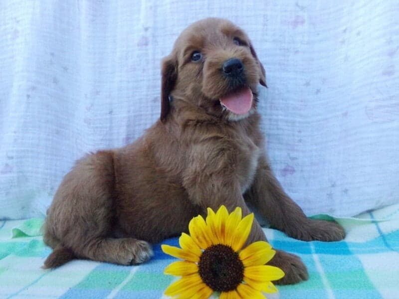 Shepherd, a Irish Goldendoodle puppy in Indiana.