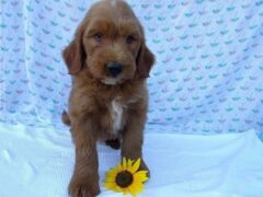 Photo2 for Shepherd