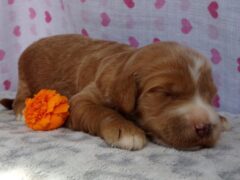 Photo4 for Shiloh