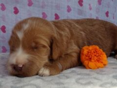 Photo3 for Shiloh