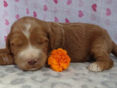Photo2 for Shiloh