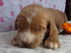 Photo1 for Shiloh