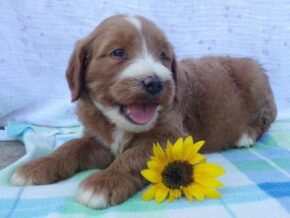 Shiloh at Ramsey Creek Kennels