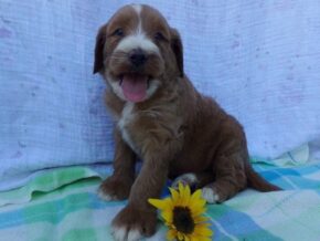 Shiloh at Ramsey Creek Kennels
