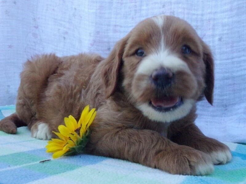 Shiloh, a Irish Goldendoodle puppy in Indiana.