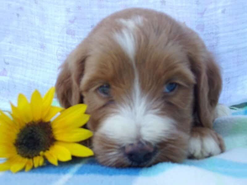 Shiloh, a Irish Goldendoodle puppy in Indiana.
